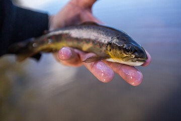 baby brown trout close up
