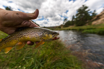 brown trout caught in a river by a fisherman