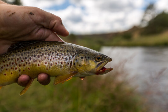 brown trout caught by a fly fisherman