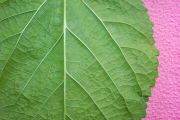 Isolated view of mulberry leaves on pink background. Closeup of mulberry leaf.