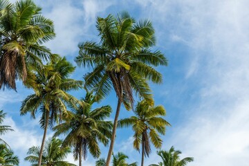 Fototapeta na wymiar Tropical landscape featuring lush palm trees illuminated by a brilliant blue sky