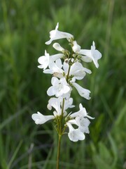 White wild indigo wildflowers in bloom.