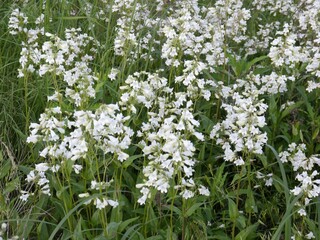 A group of White wild indigo wildflowers.