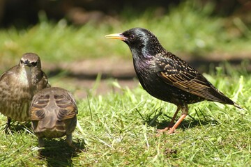 Group of juvenile starling birds perched on lush green grass on a sunny day