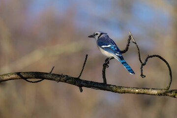 Blue Eurasian jay perched atop a barren tree branch in a natural outdoor setting