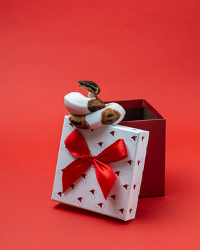 Pied ball python wrapped on open gift box. Snake looks out of red gift box. Exotic pet studio shot on red background