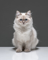 Fluffy cat with blue eyes studio shot. Neva Masquerade cat sits on a gray background