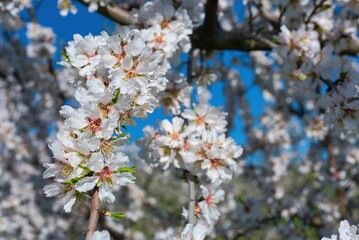 Blooming almond tree in spring against blue sky. Springtime season, Kanalia village, Volos, Greece - obrazy, fototapety, plakaty
