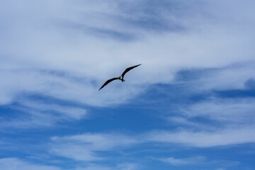 Low angle of a seagull flying majestically against a pristine blue sky