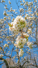 Japanese cherry tree aka Sakura bloom in early Spring in house garden at blue sky and sunny day. Beauty of nature