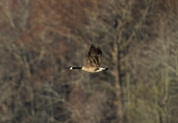Majestic goose soaring gracefully through a scenic landscape of lush trees