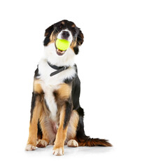 Dog, portrait and border collie with tennis ball in mouth on isolated, transparent and png background. Pet, puppy and face of posing animal with chewing toy in behavior training, playing and games - obrazy, fototapety, plakaty