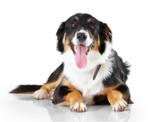 Portrait, border collie and dog with tongue out relax on floor with no people on isolated, transparent and png background. Face, animal and calm puppy resting, curious and sweet, playful and chilling