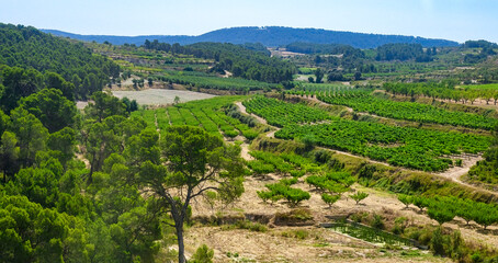 Fototapeta na wymiar Agriculture in rural areas in Spain