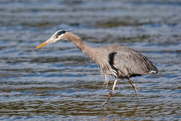 Majestic blue heron stands in shallow water at the edge of the ocean