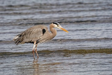 Majestic blue heron stands in shallow water at the edge of the ocean