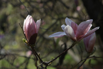 pink magnolia blossom