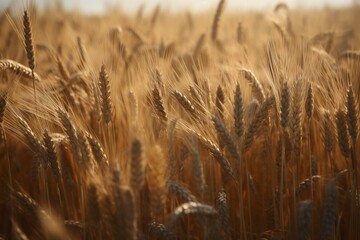 Closeup ears of golden wheat in wheat meadow .generative ai