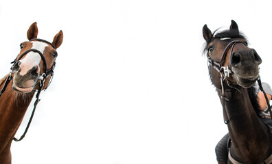 Two horses looking down. White background. Empty space between.