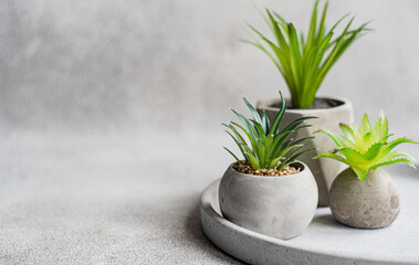 Succulent plant in the pot