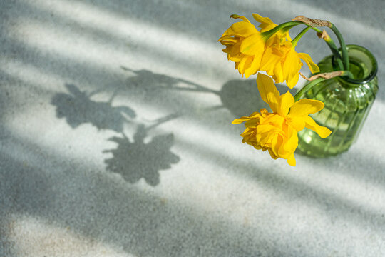 Vase with bright yellow daffodil flowers