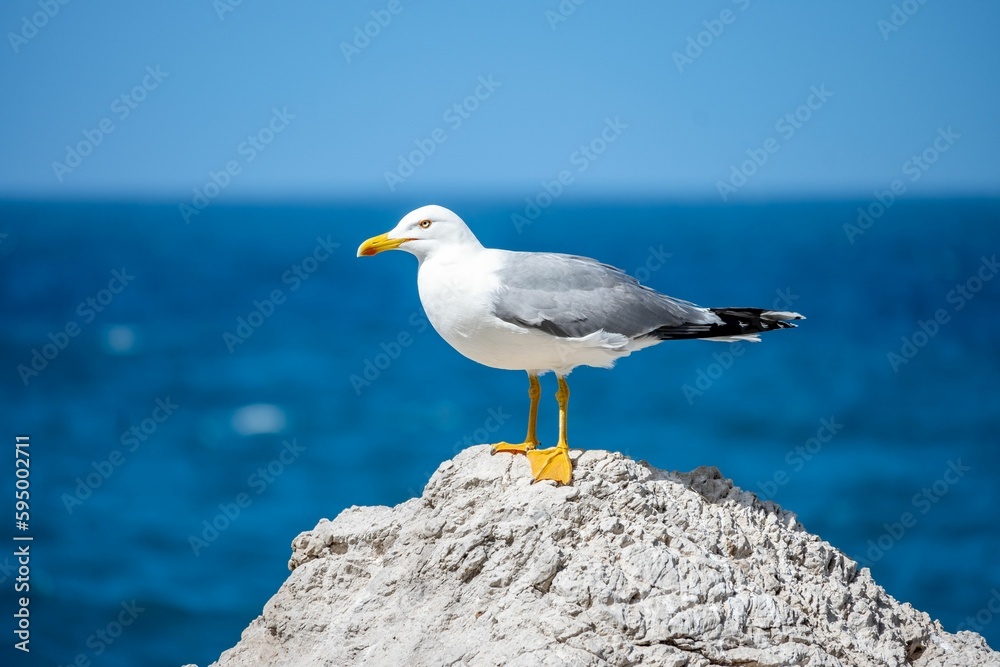 Wall mural Close-up of a seagull watching the sea in Sicily.