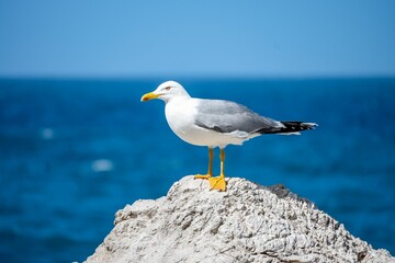 Close-up of a seagull watching the sea in Sicily.