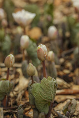 Sanguinaria canadensis "Multiplex" - large cup  white flowers appear in spring.