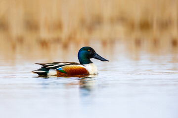 side view of a male Northern Shoveler duck