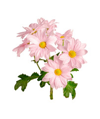 Branch of blooming pink chrysanthemum isolated on transparent background.