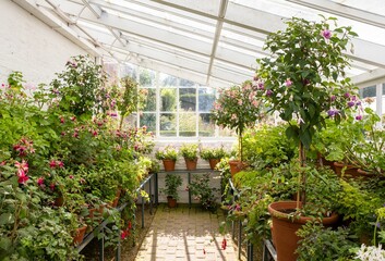 Landscape of an alley in a greenhouse covered in flowers on a sunny day