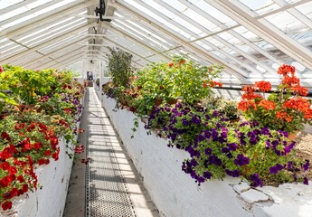 Landscape of an alley in a greenhouse covered in flowers on a sunny day