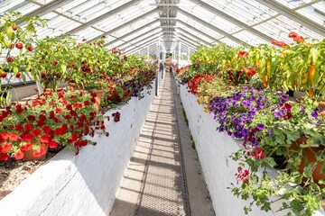 Landscape of an alley in a greenhouse covered in flowers on a sunny day