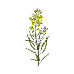 Canola yellow flowers on a branch on a white background. illustration with canola flower. Hand drawn sketch with rapeseed isolated