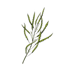 Canola plant branch with ripe seed pods hand drawn illustration isolated.