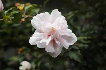 Closeup shot of a beautiful bright blooming pink wild rose flower in a lush garden