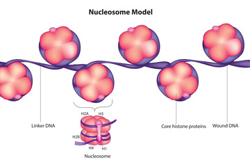 Nucleosome model