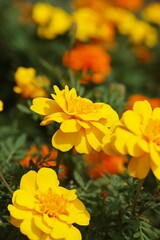 Closeup shot of beautiful bright blooming yellow marigold flowers in a lush garden