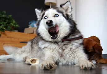 Siberian Husky close up portrait. Furry dog laying on the floor. Grey background with space for text. Pet care concept. 