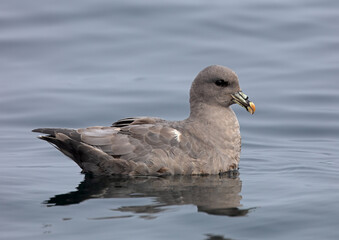 Northern Fulmar - dark morph