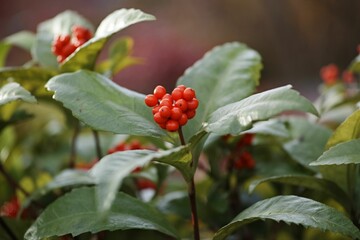 Closeup shot of branches with red berries in a park