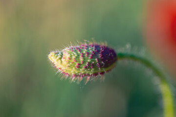 Macro of a closed poppy in nature