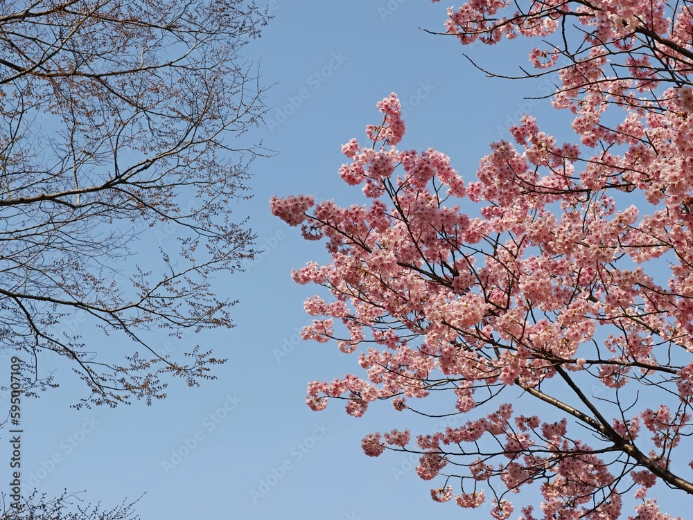 Poster Beautiful tree of cherry blossom flowers with a blue sky in the background