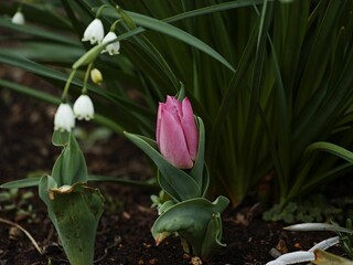 Close up of a pink tulip blooming with another tulip bud