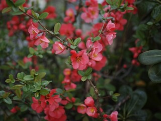 Close up of red Chinese Quince with lush green leaves.