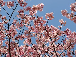 Beautiful tree of cherry blossom flowers with a blue sky in the background