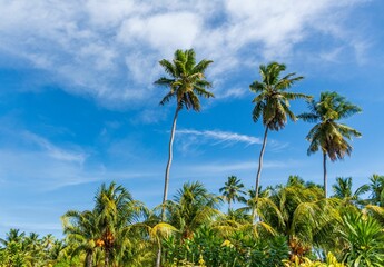 Fototapeta na wymiar Amazing tall palm trees against blue sky