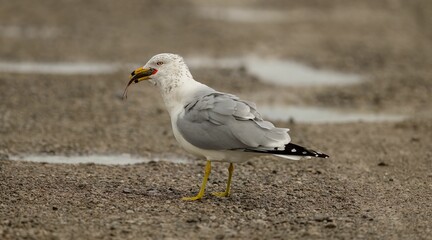 Seagull eating fish on the shore of a beach