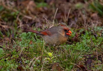 Red Cardinal perched atop a lush and vibrant green grassy area