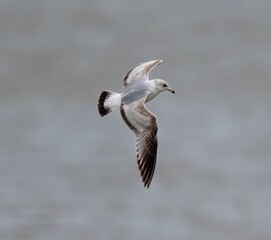 Seagull flying over the ocean with it's wings spread